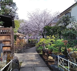 禅定院参道